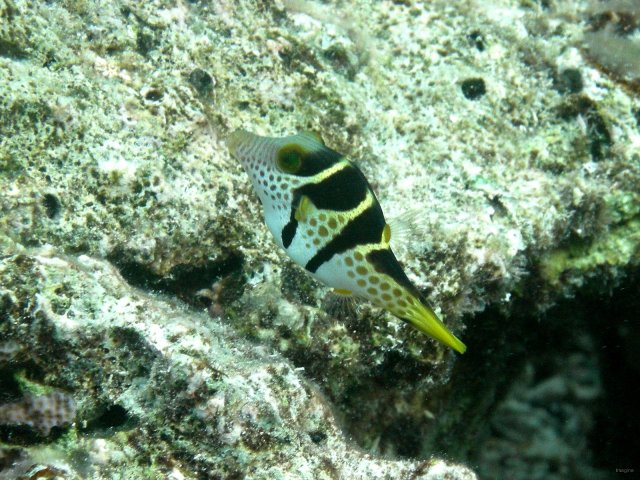 71- Canthigaster a selles noires 